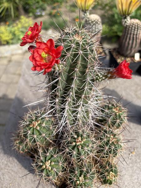 Echinocereus polyacanthus